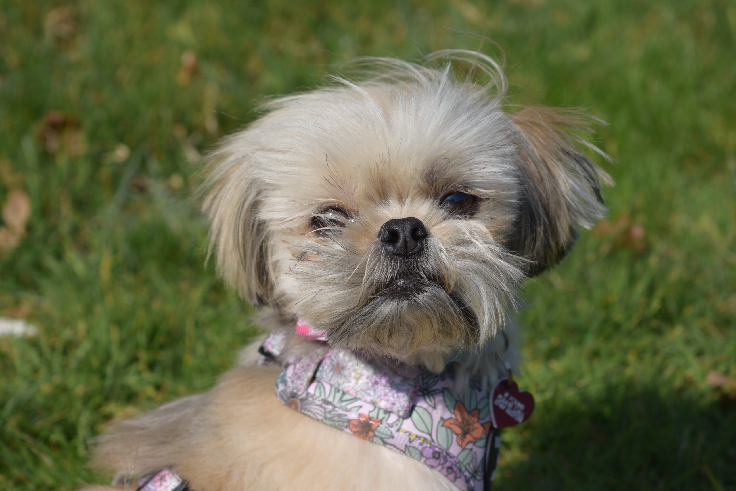 Babs DSC_0458