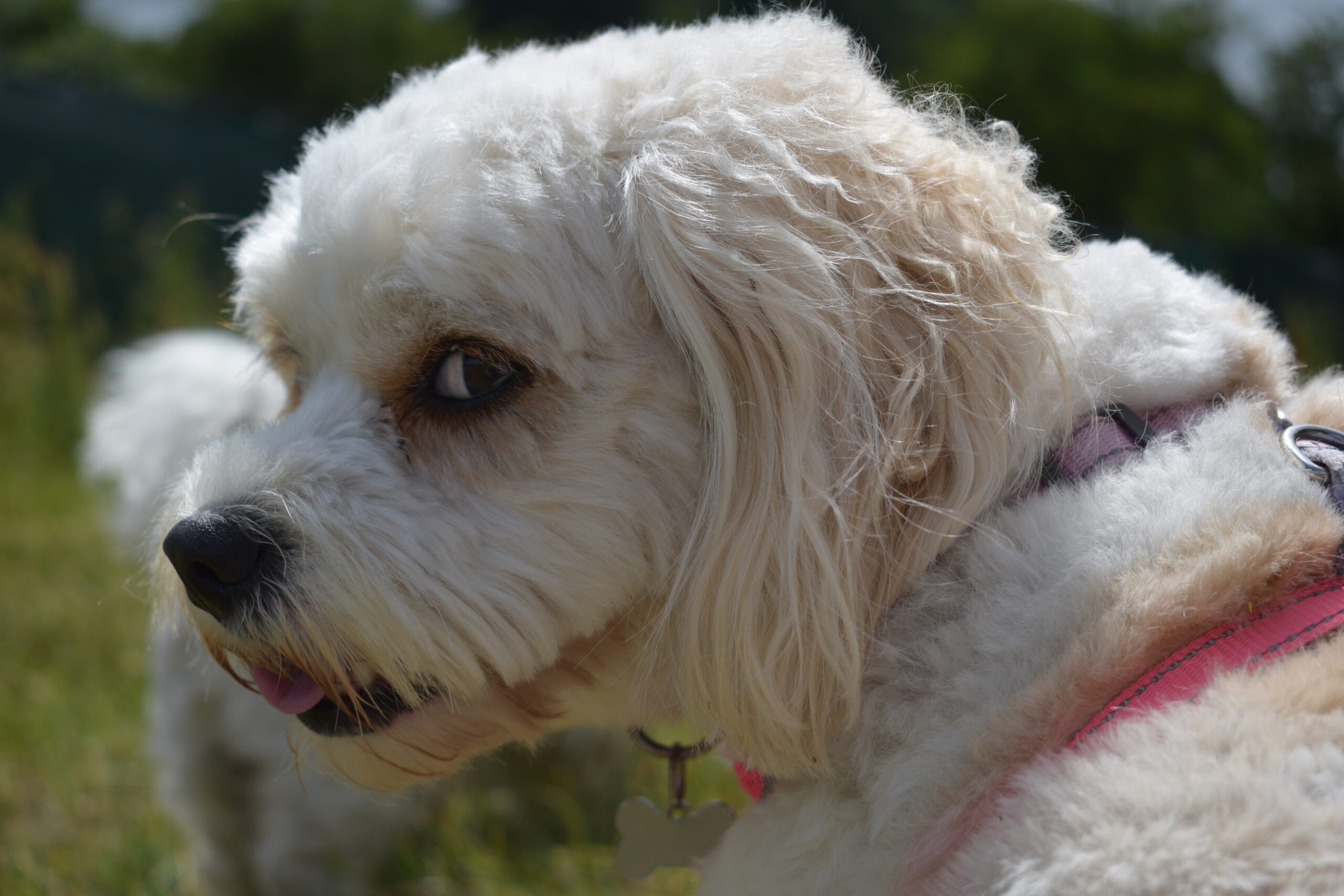 Bonnie DSC_0713