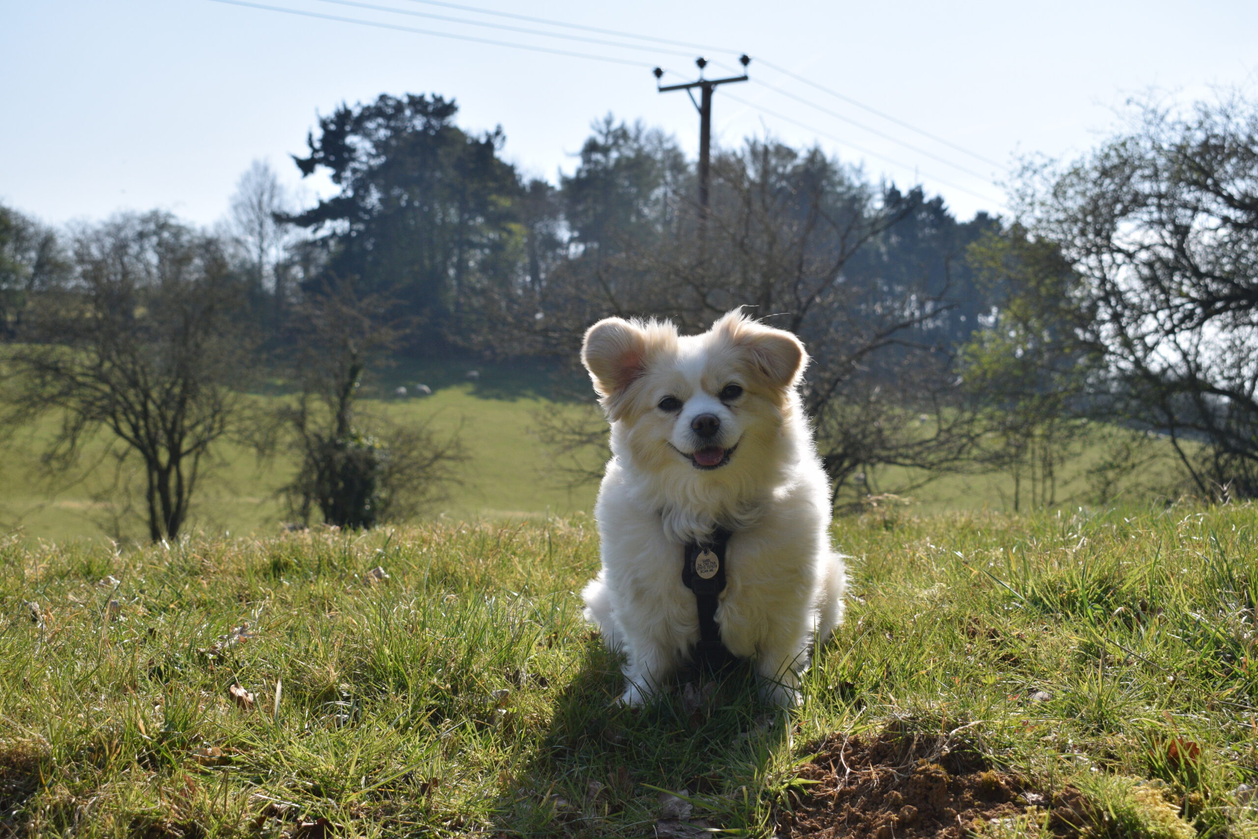 Flossie DSC_0444