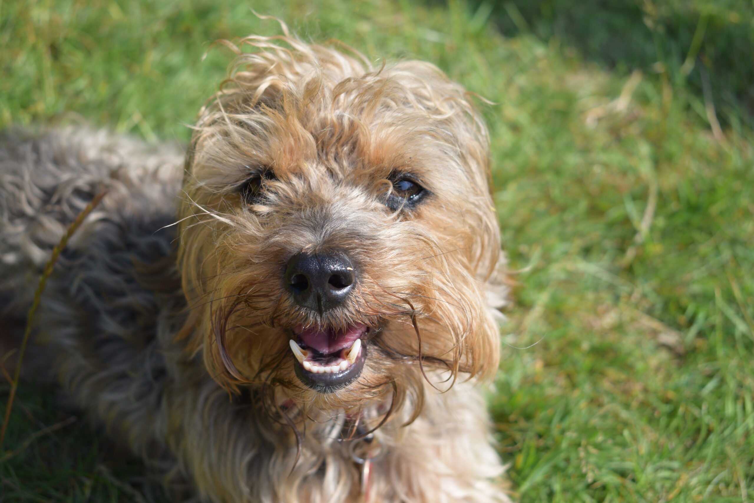 Fonzie DSC_0646